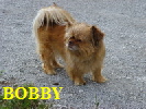 BOBBY