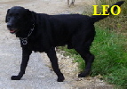 LEO