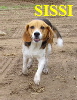 SISSI